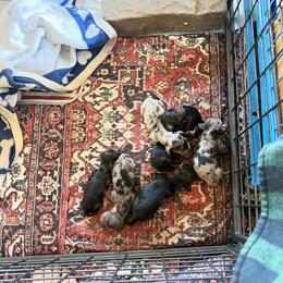 Critter ridge M - Dapple male Dachshund puppy in Coulterville, California from Critter Ridge mini long hair Dachshunds