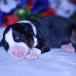 Girl 6 - Black tri-color female Australian Shepherd puppy in Easton, Missouri from MMA Kennel