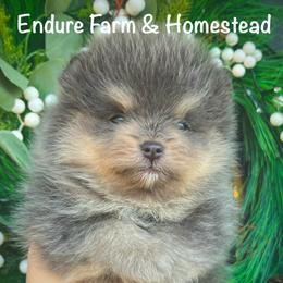 Toffee - Tri-colored male Pomeranian puppy in Plantersville, Texas from Endure Farm Inc
