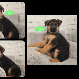 Boy 3 - Black and red male German Shepherd puppy in Nokesville, Virginia from Blauen Bergen