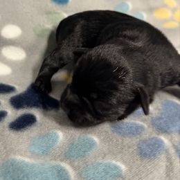Boy 4 Black - Black male Miniature Schnauzer puppy in Boaz, Alabama from Sweet Home Schnauzers