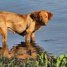 Vixey - Labrador Retriever