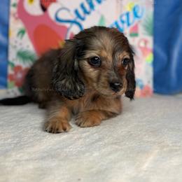 Ringo - Dapple male Dachshund puppy in Washington from Beautiful Doxies