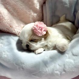 Dolly - White female Shih Tzu puppy in Frederick, Maryland from Shih Tzu Puppy in Maryland