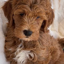 Bingo - Red  male Goldendoodle puppy in Maricopa, Arizona from AZ Designer Goldendoodles