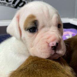 Marina - White female Boxer puppy in Butler, Pennsylvania from Schaible's Boxer Huddle