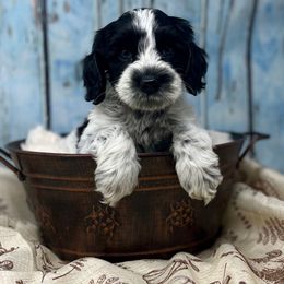 Snoopy - Black and chalk male Australian Labradoodle puppy in Brush Prairie, Washington from Fancy Pants Labradoodles