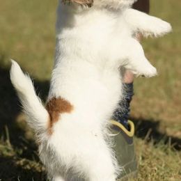 Russell Terriers from NuJack Russell Terriers
