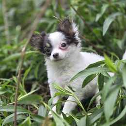 Violet - Chihuahua
