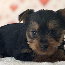 Yorkshire Terriers from Carney Kennels