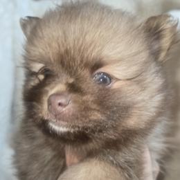 Pomeranian puppies from Pacific Northwest Pomeranians