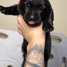 Green Collar - Black male German Shepherd puppy in Orlando, Florida from AceHaven Canines