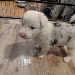 Pearl - White and blue merle female Border Collie puppy in Linton, Indiana from Kraken Border Collies