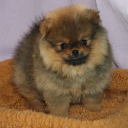 Pomeranian All Grown Up from Royal Tee Poms
