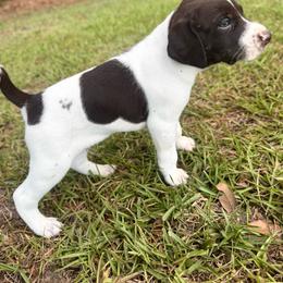 Cedar - White and liver male German Shorthaired Pointer puppy in Georgia from CMC Farms