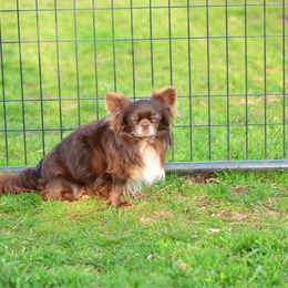 Dutch - Chihuahua