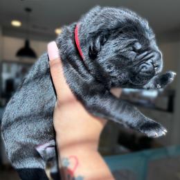 Cane Corso Puppies from Bellissima Cala Cane Corso