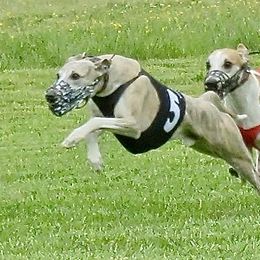 Smerek - Whippet
