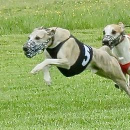 Smerek - Whippet