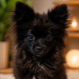 Diesel - Pomeranian
