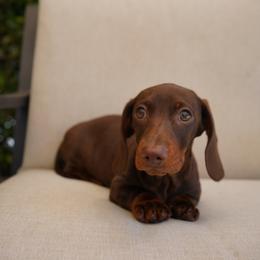Quake - Chocolate and tan male Dachshund puppy in Temecula, California from Naomi Magee's Dachshund Kennel