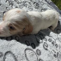 Boy3 - Piebald male Dachshund puppy in Stockton, California from Royalty Weenies