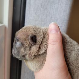 French Bulldog Puppies from Smith's Small Town Frenchies