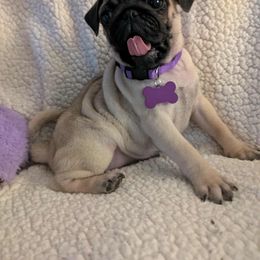 Pug Puppies from Lisa's Pugalicious Pugs