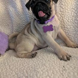 Pug Puppies from Lisa's Pugalicious Pugs