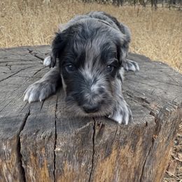 Leonard - Merle male Goldendoodle puppy in Redding, California from O’Hara  Doodles