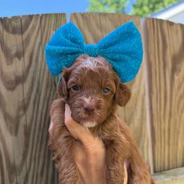 OLIPOP - Red  female Goldendoodle puppy in Macon County, North Carolina from Mountain Doodles