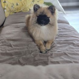 Roxy - Pomeranian