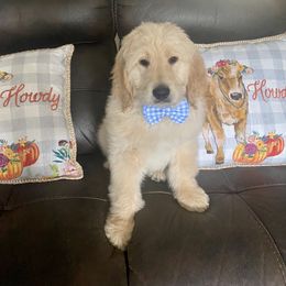 Goldendoodle Puppies from RKay K9s