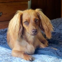 Dutchess - Dachshund