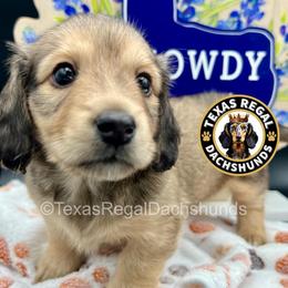 Anthony - Cream male Dachshund puppy in Houston, Texas from Texas Regal Dachshunds LLC