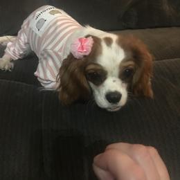 Cavalier King Charles Spaniel Puppies from Christina’s Cavaliers