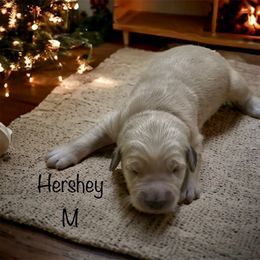 Hershey - Golden Golden Retriever puppy in Kalamazoo, Michigan from Wildside Acres