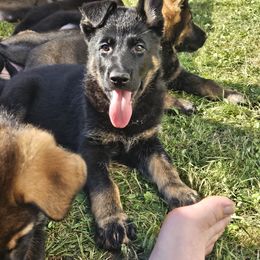 German Shepherd Puppies from Brighton Shepherds