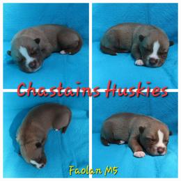 Faolan Male 5 - Red and white male Siberian Husky puppy in Hiawassee, Georgia from Chastains Huskies