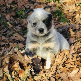 Zelda - Blue mottled female Australian Cattle Dog puppy in Redding, California from Macushla Kennel