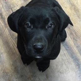 Labrador Retriever Puppies from Rustic View Farm