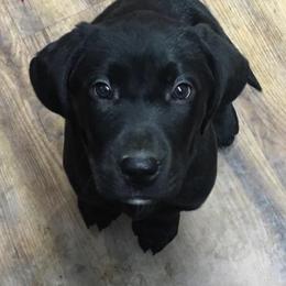 Labrador Retriever Puppies from Rustic View Farm