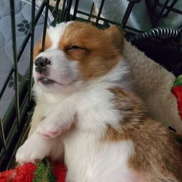 Beaufort - Pembroke Welsh Corgi puppy in New Mexico from Crystal's Pembroke Welsh Corgis