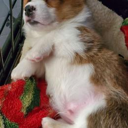 Beaufort - Pembroke Welsh Corgi puppy in New Mexico from Crystal's Pembroke Welsh Corgis