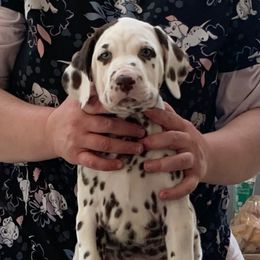 Hanks - White and liver brown male Dalmatian puppy in Lusby, Maryland from CarriageHill Dalmatians