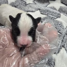 Truffle - White and black male Papillon puppy in Hollister, Missouri from Swan Creek Kennel