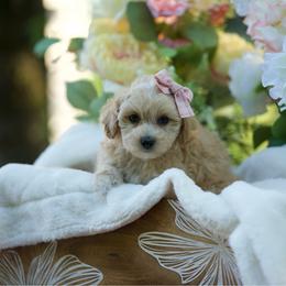Margarita - Apricot female Maltipoo puppy in Deming, Washington from Heavenly Puppies to Love