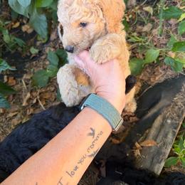 Miss Clara - Cream female Goldendoodle puppy in Huntingdon, Tennessee from McCaslin's Doddles