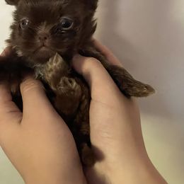 Manny - Liver male Shih Tzu puppy in Tenmile, Oregon from Polly Pockets Imperial Shih Tzu’s