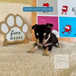 Hazelnut Mocha - Black and tan female Chihuahua puppy in Woodstock, Georgia from iChihuahuas Kennel
